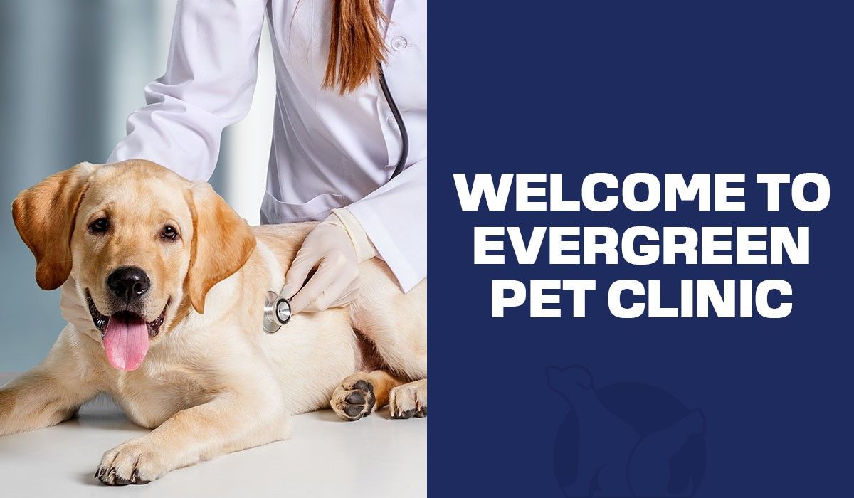 welcome-to-evergreen-pet-clinic