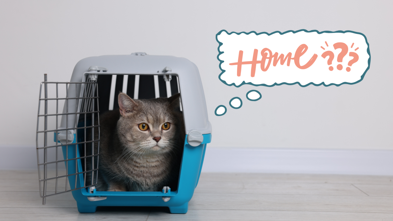 A cat in a carrier in their new home in San Pablo, CA