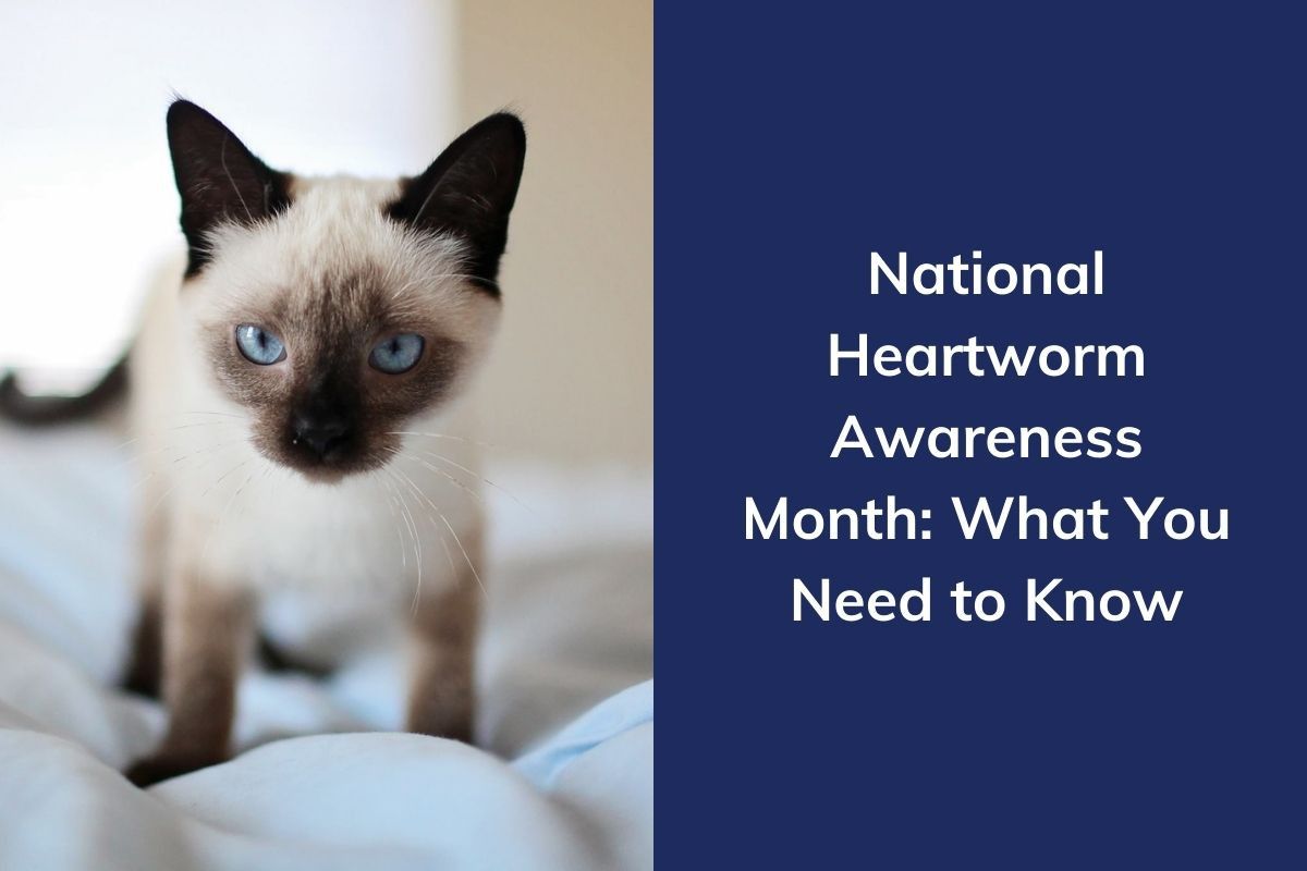 national-heartworm-awareness-month-what-you-need-to-know-2