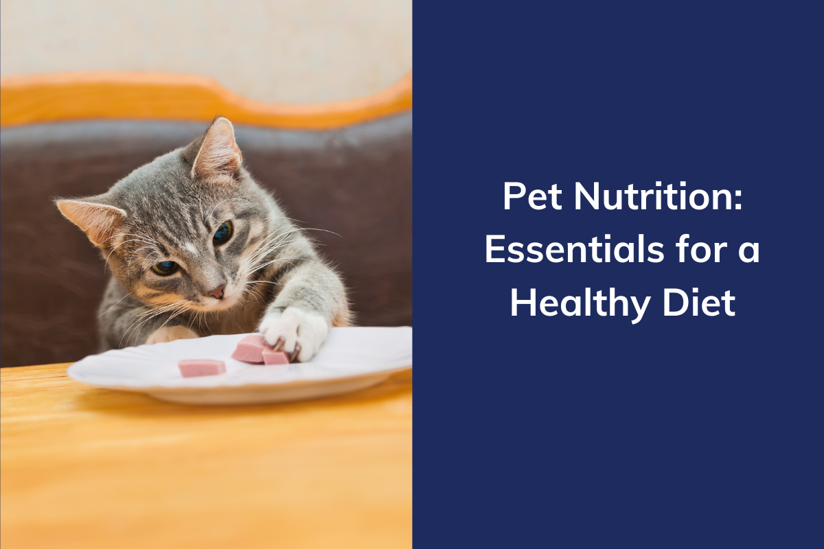 pet-nutrition-essentials-for-a-healthy-diet-blog