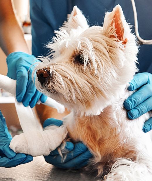 veterinarians bandading the broken paw of a white furry dog