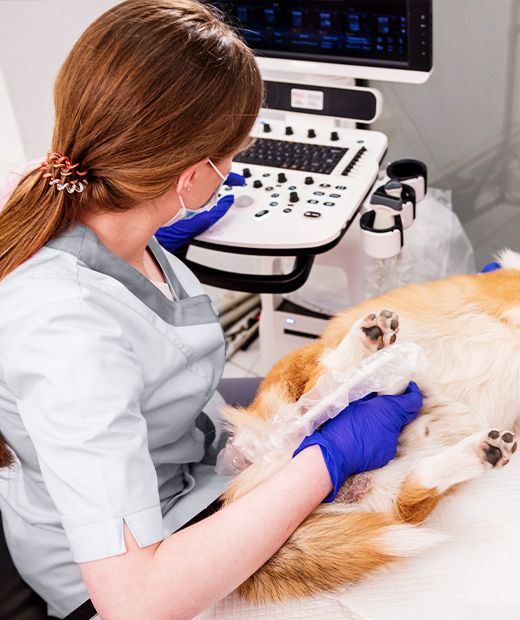 veterinarian doing ultrasound on a corgi dog