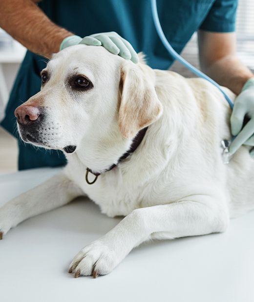 veterinarian listening of heartbeat of a large labrador dog