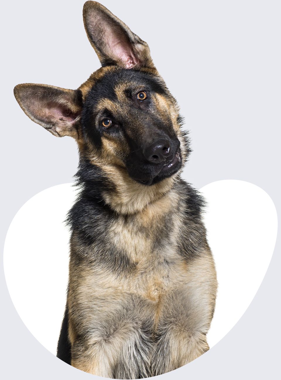 when to spay a german shepherd puppy