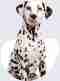 dalmatian dog looking at the camera on gray background