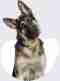 german shepherd dog on gray background