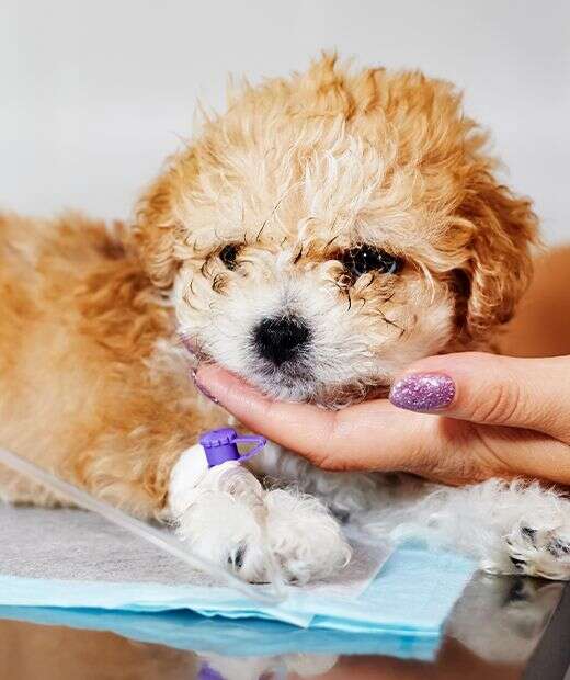 A fluffy puppy with a drip on its paw rests its head on a person’s hand.
