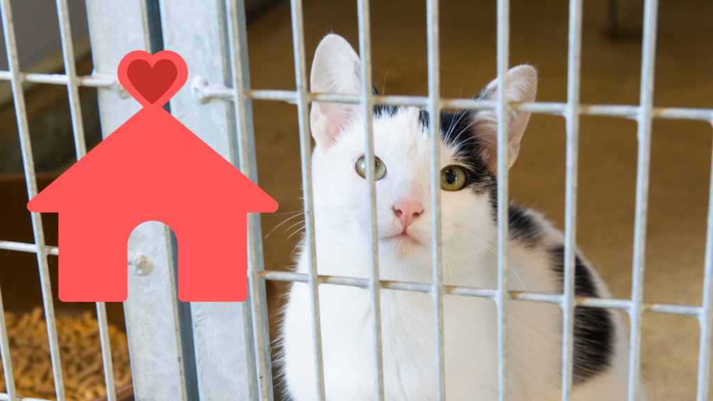 Shelter cat going to receive veterinary care at Evergreen Pet Clinic in San Pablo, CA after adoption