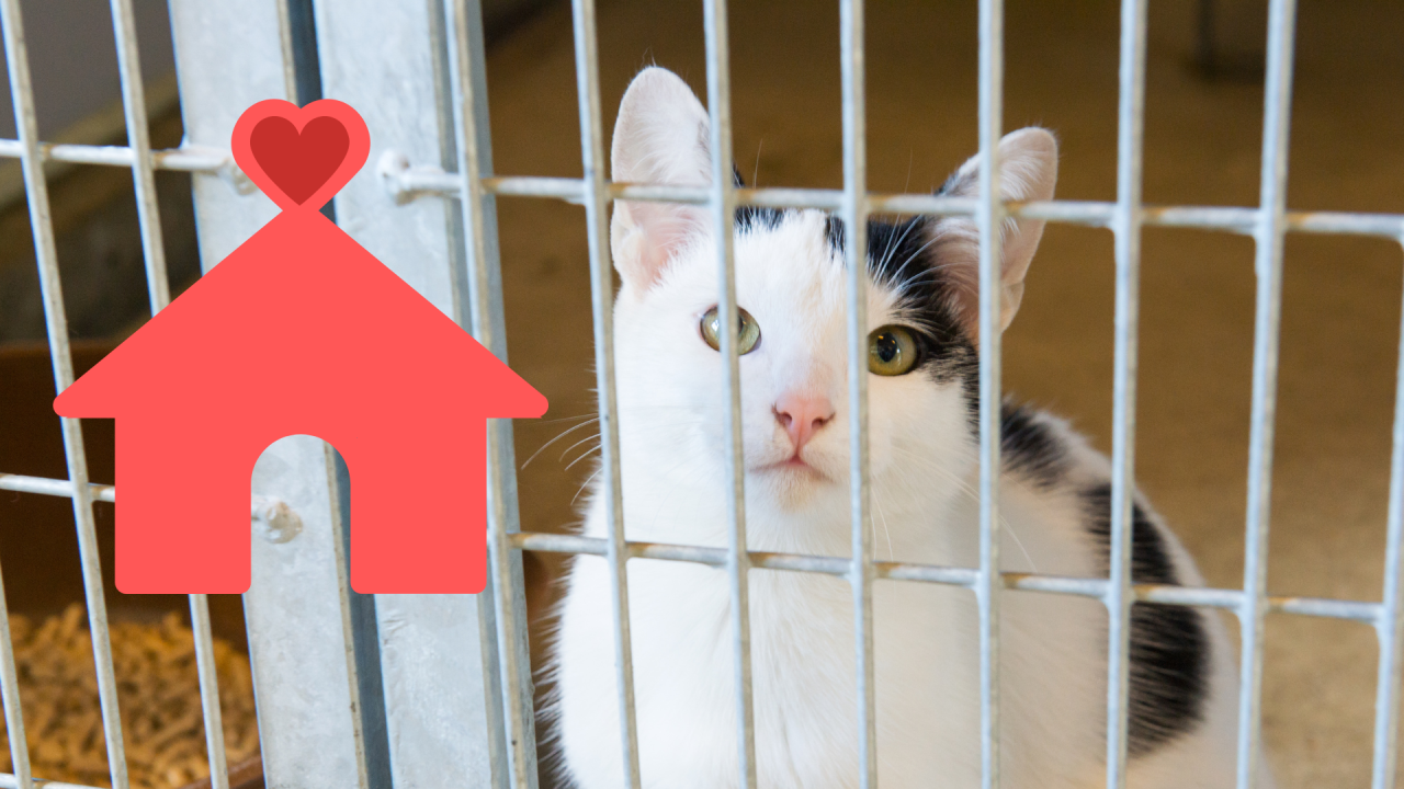 Shelter cat going to receive veterinary care at Evergreen Pet Clinic in San Pablo, CA after adoption