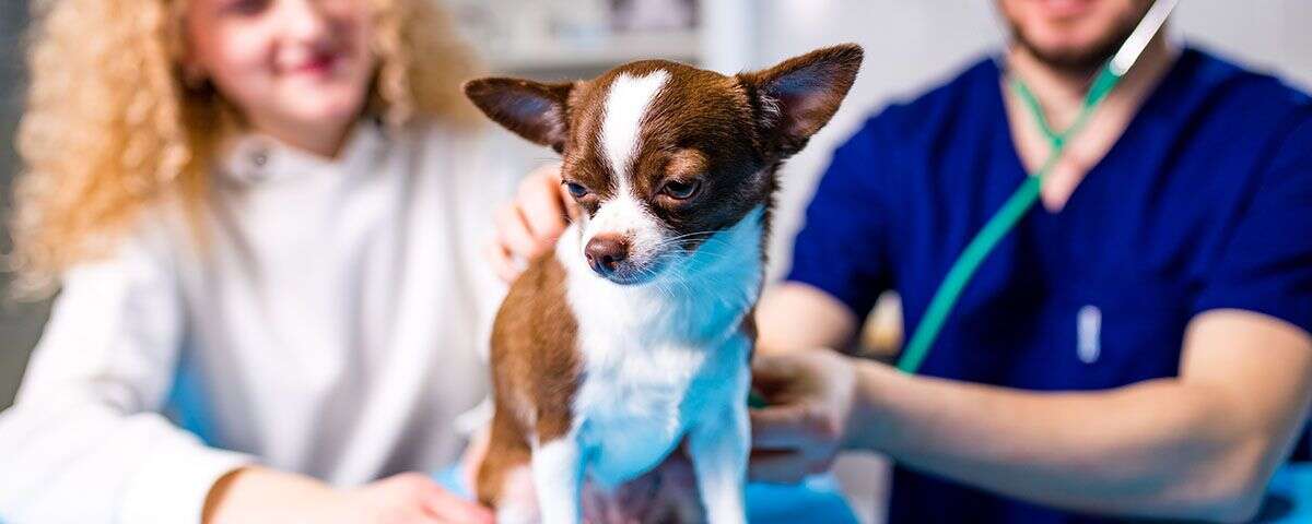 A small brown and white dog sits on an exam table, with a person in blue scrubs and another person in white nearby.