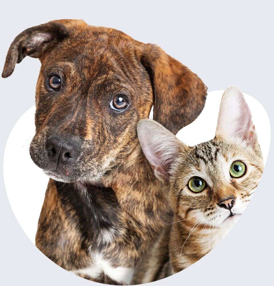 Brindle puppy and tabby cat sitting closely together, looking attentively with curious expressions.