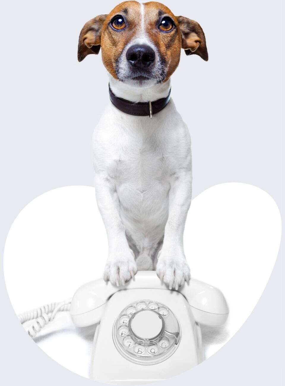A small dog with brown and white fur stands with its front paws on a vintage rotary telephone.