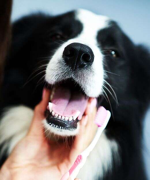 A smiling black and white dog being brushed with a pink toothbrush.