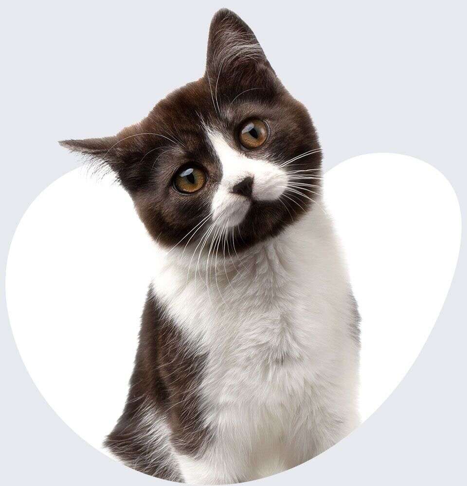 A curious cat with big, round eyes, tilting its head slightly.