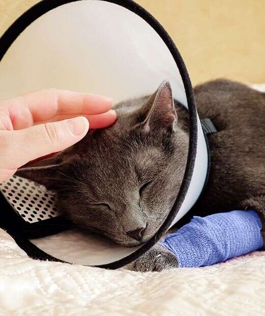Gray cat with cone around neck, resting peacefully with a blue bandage on its leg, being gently petted.