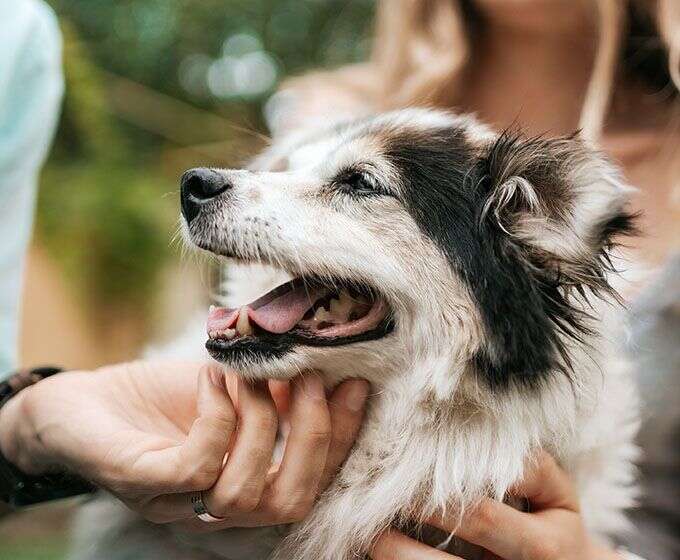 A fluffy dog with black and white fur is being petted, looking happy with its mouth open.