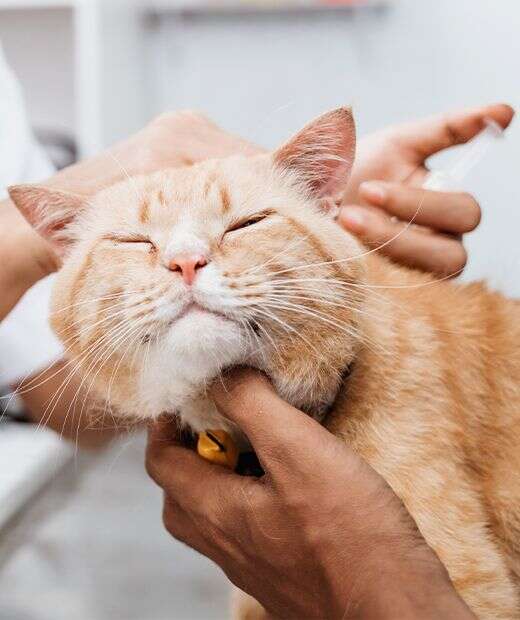 A content orange cat being gently scratched under the chin by a person's hands.