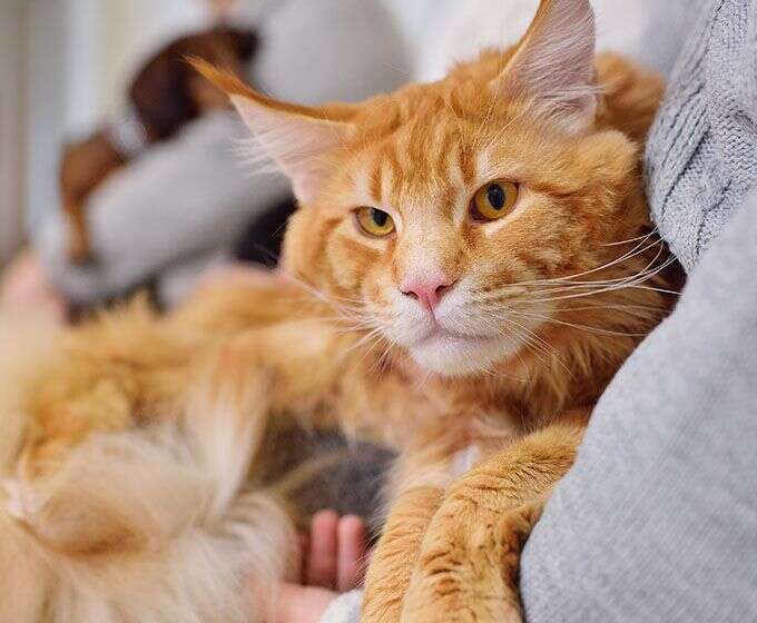 A large, fluffy orange Maine Coon cat with intense eyes lying comfortably in someone's arms.