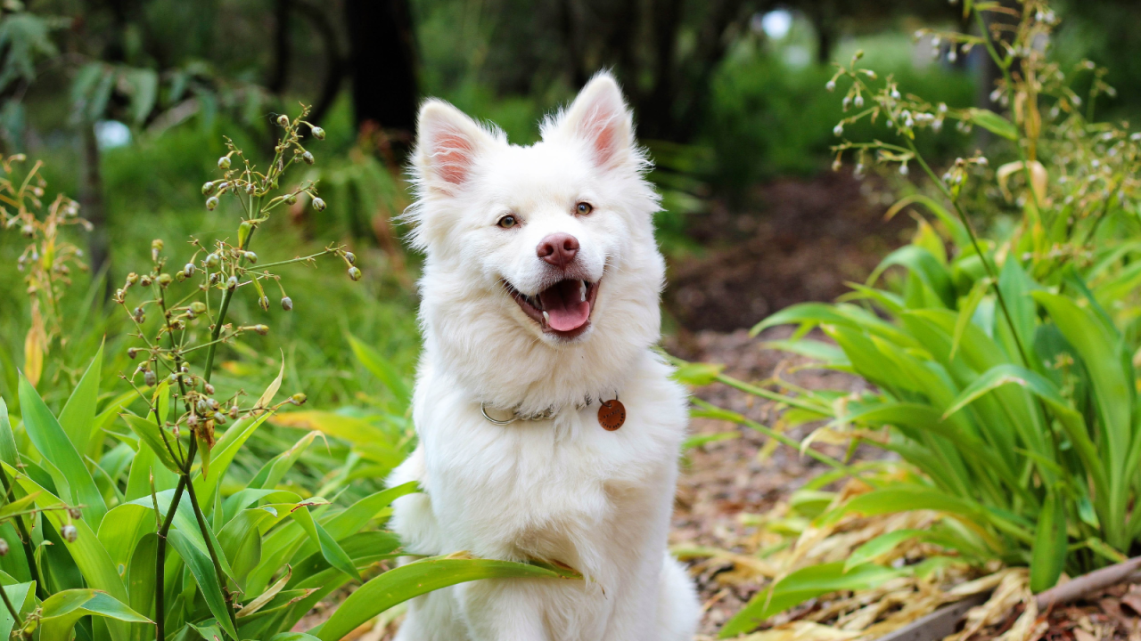 A white dog with fluffy fur and pointed ears sits amidst green plants, looking directly at the camera with an open mouth.