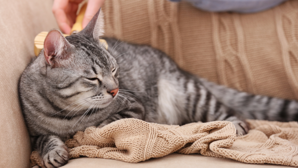 A gray tabby cat is being brushed while lying on a cozy knit blanket on a couch.