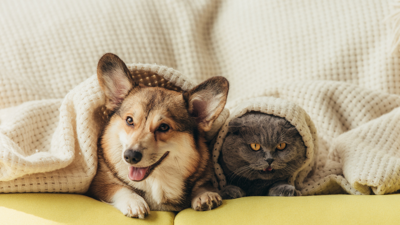 A corgi and a gray cat cuddling under a beige blanket on a yellow couch.