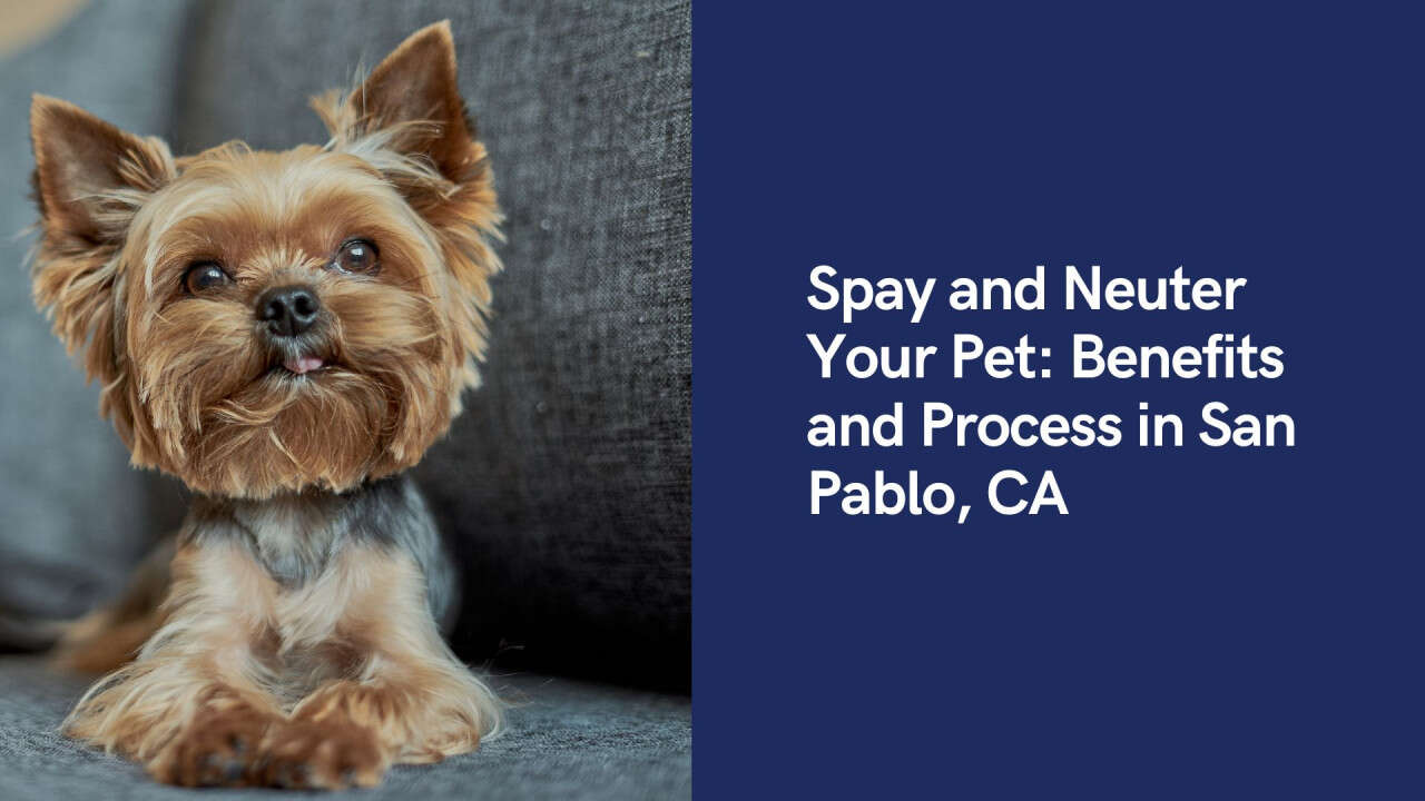 A small, fluffy dog with alert ears lying down next to text about spaying and neutering pets in San Pablo, CA.