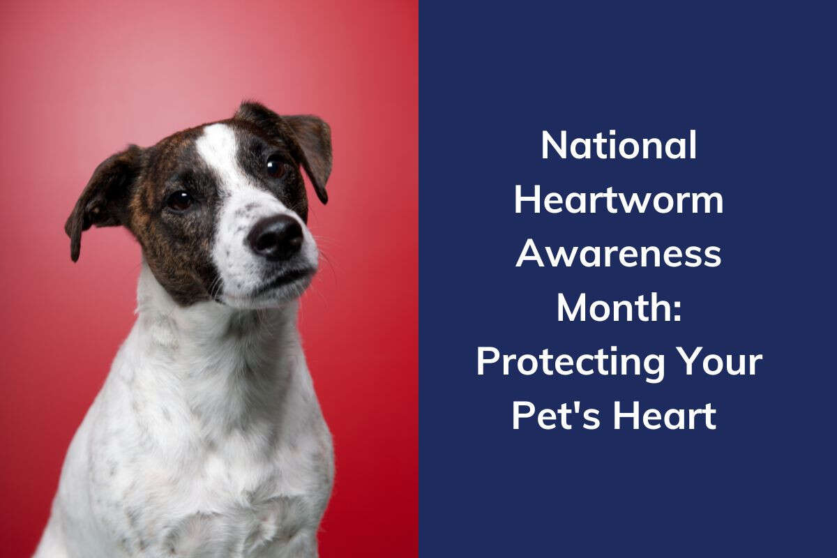 A dog with a dark brown and white coat looks forward, next to text about National Heartworm Awareness Month.