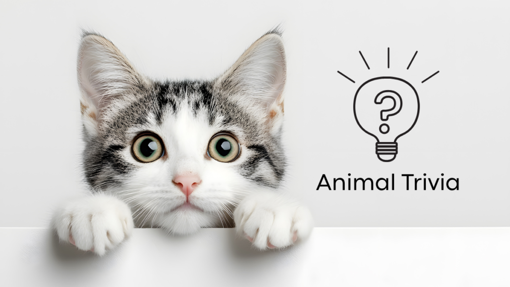Cat Checkup at Veterinary Clinic