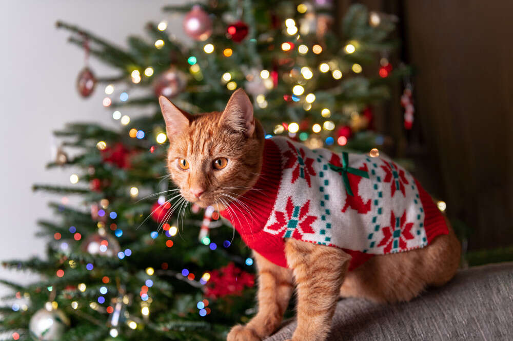 A ginger cat wearing a festive sweater sits in front of a decorated Christmas tree with lights.
