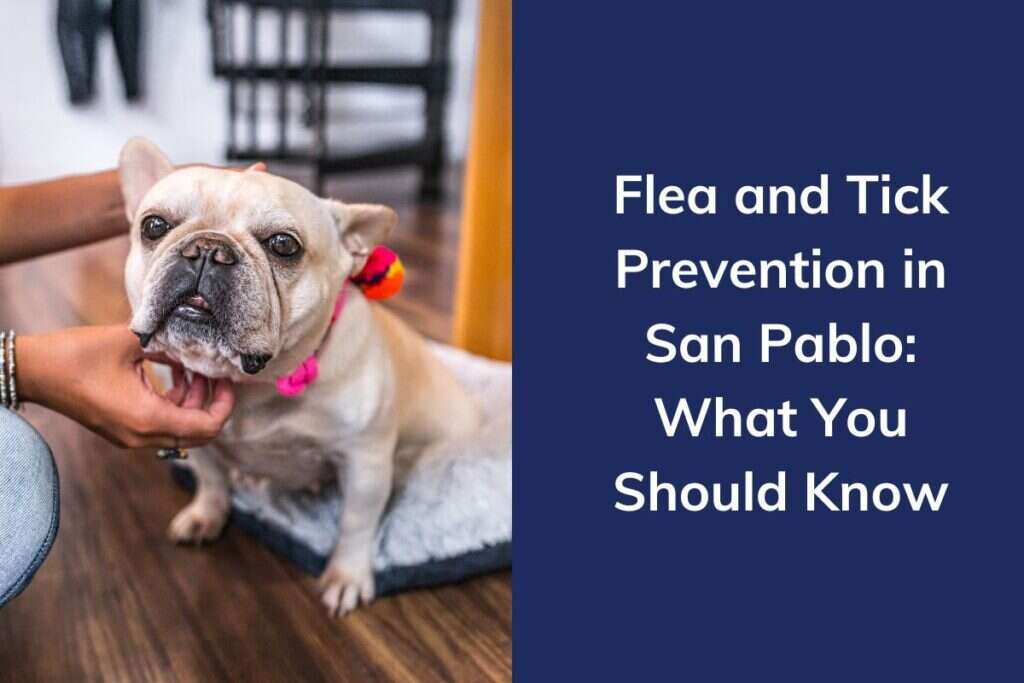 A French Bulldog wearing a collar is petted, with text about flea and tick prevention beside it.