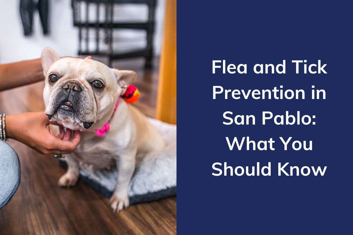 A French Bulldog wearing a collar is petted, with text about flea and tick prevention beside it.