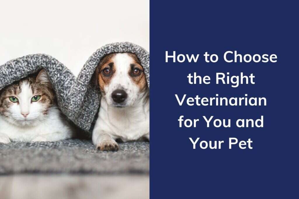 A cat and a dog under a gray blanket next to text about choosing the right veterinarian.