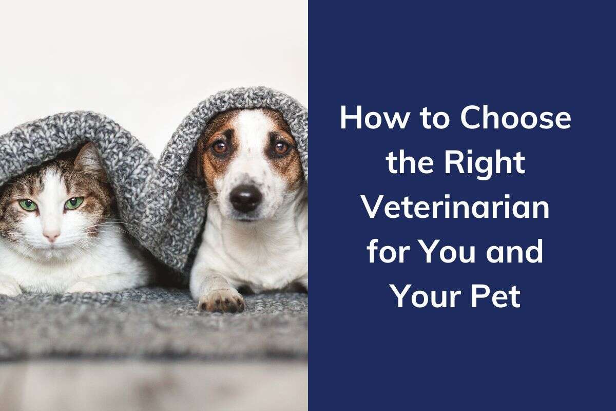 A cat and a dog under a gray blanket next to text about choosing the right veterinarian.