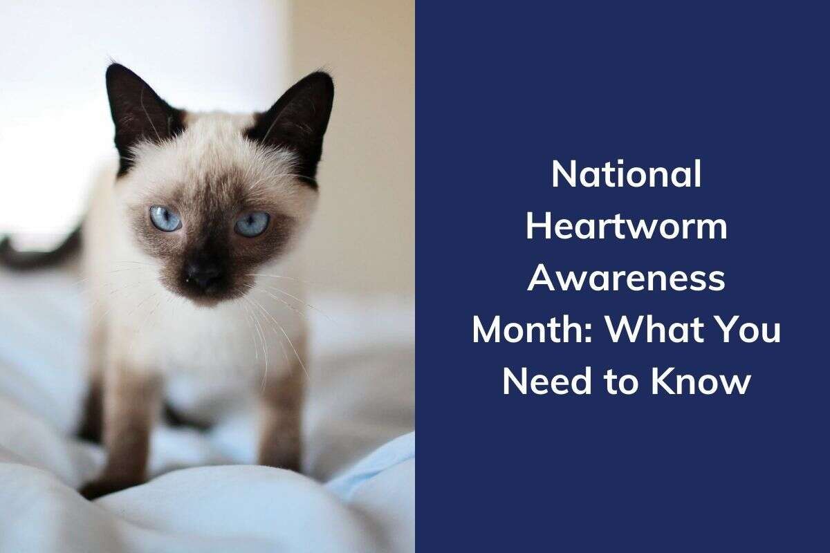 A Siamese cat with blue eyes stands on a white surface next to text about Heartworm Awareness Month.