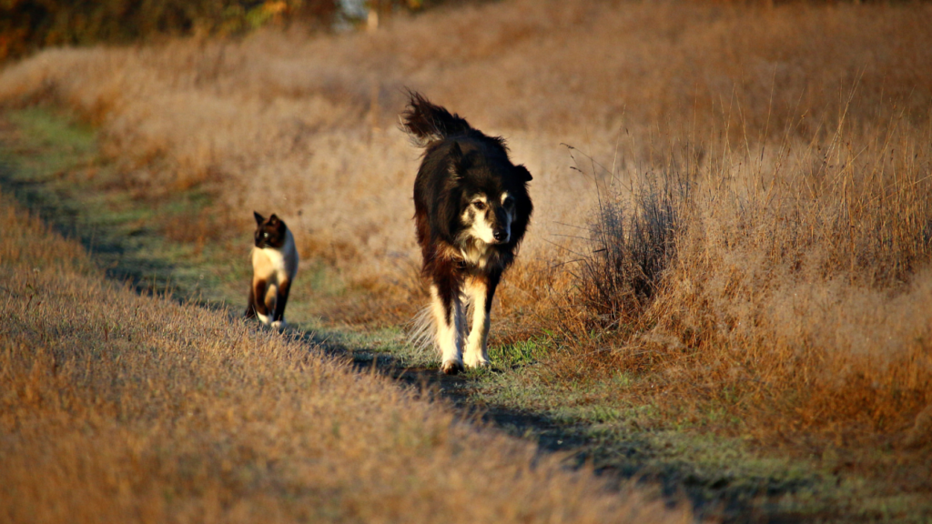 A dog and a cat walking together on a path surrounded by dry grass.