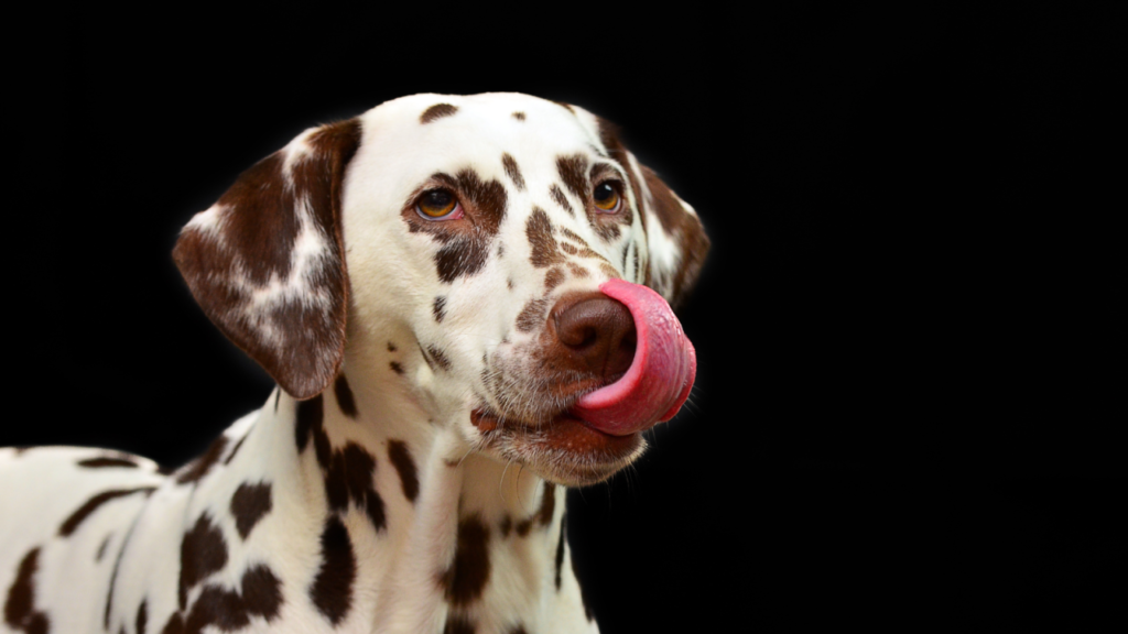Dalmatian dog licking its nose with a pink tongue, spotted fur, and attentive expression against a black background.