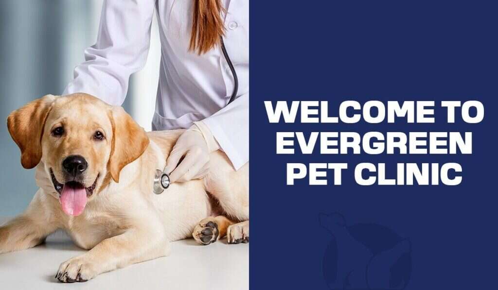 A happy golden retriever lying on an exam table, being examined by a vet in a white coat, with text welcoming to Evergreen Pet Clinic.