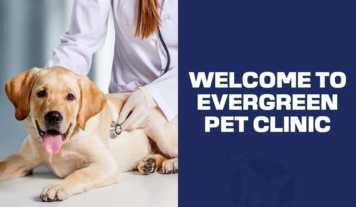 A happy golden retriever lying on an exam table, being examined by a vet in a white coat, with text welcoming to Evergreen Pet Clinic.