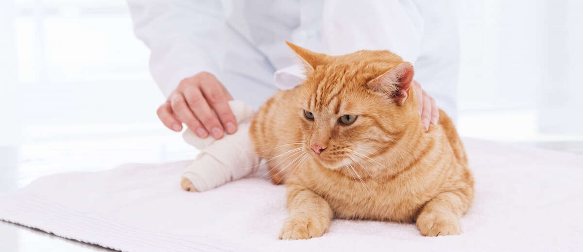 A ginger cat with a bandaged front paw lying on a white towel, with a hand gently adjusting the bandage.