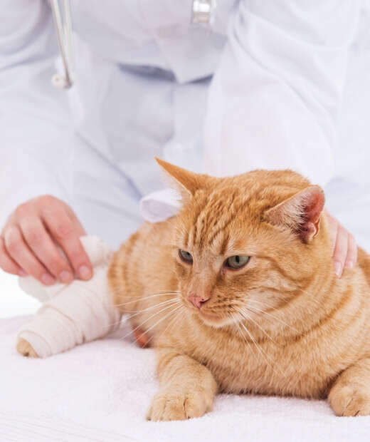 Orange cat with a bandaged leg is gently held by a veterinarian.