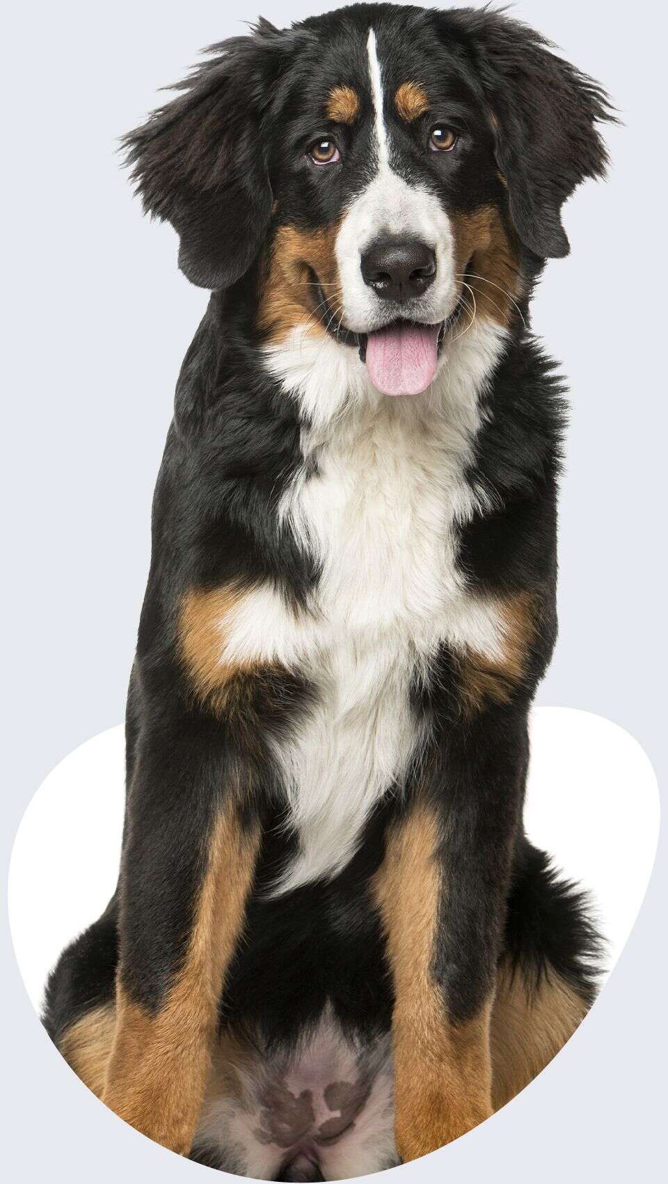 A friendly Bernese Mountain Dog sits, gazing forward with its tongue out.
