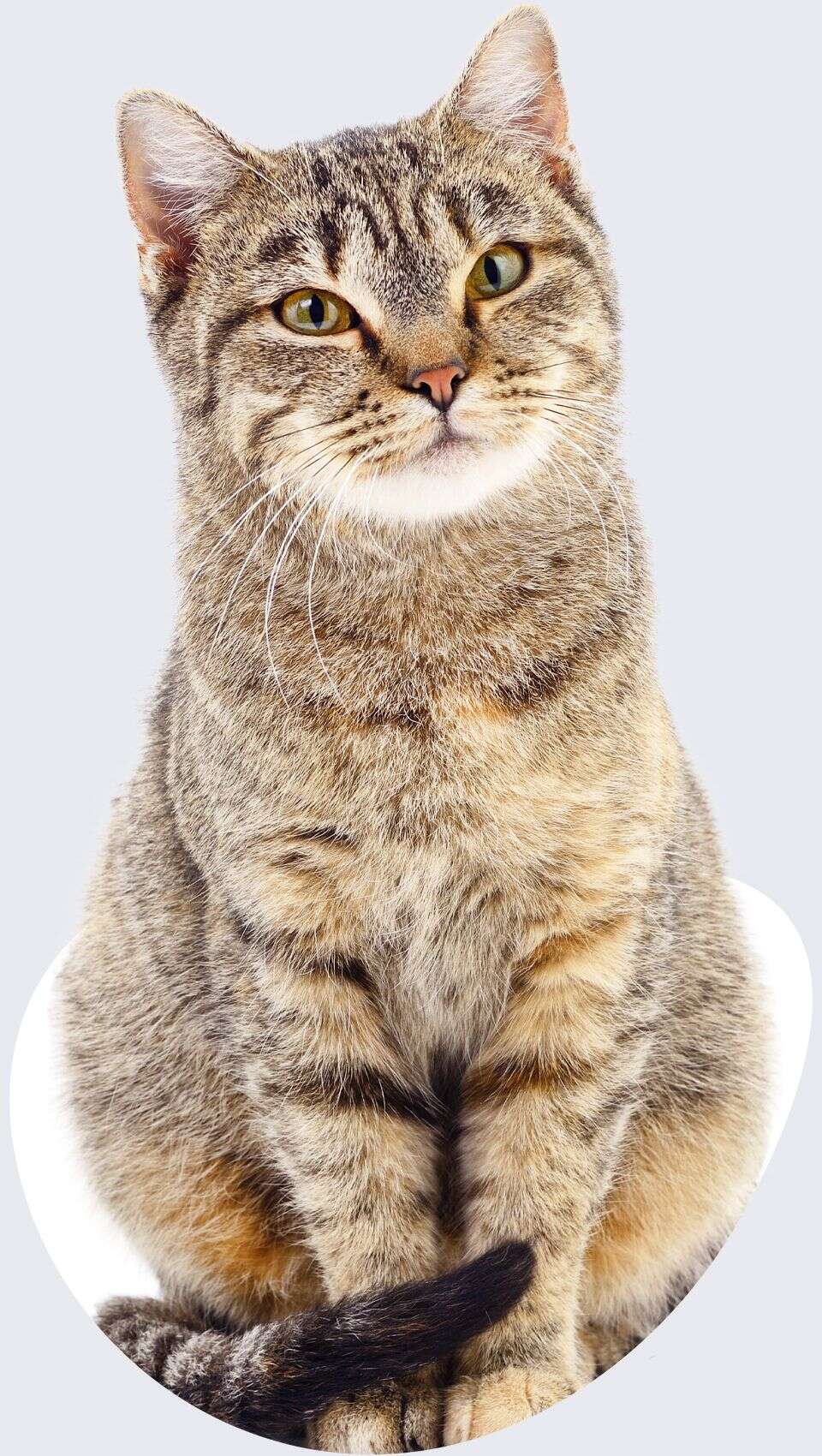 Tabby cat sitting upright, looking directly at the camera with a curious expression.