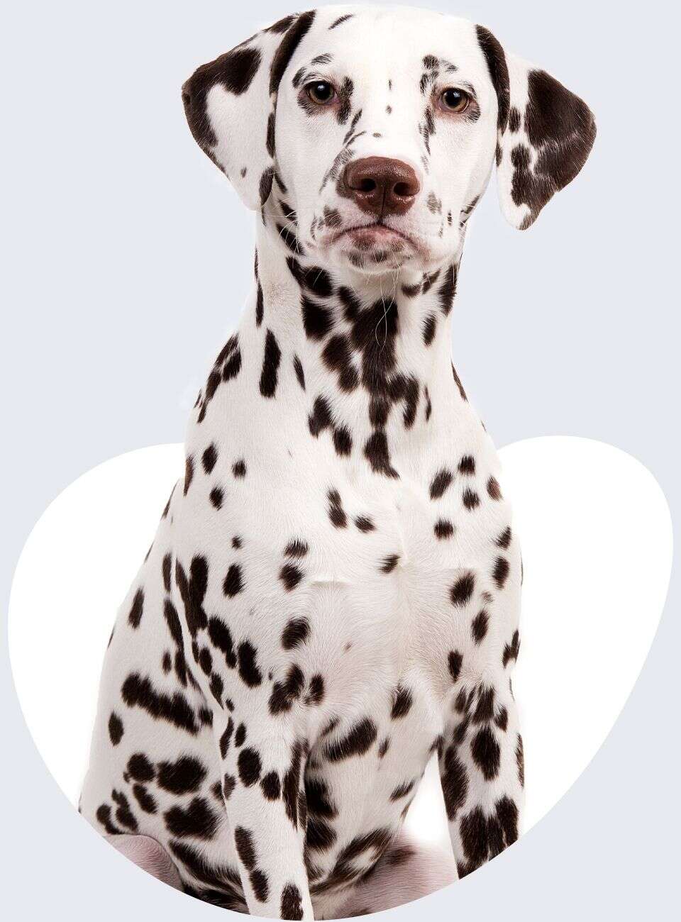 Dalmatian dog sitting, showing its distinctive black spots on a white coat, looking directly at the viewer.