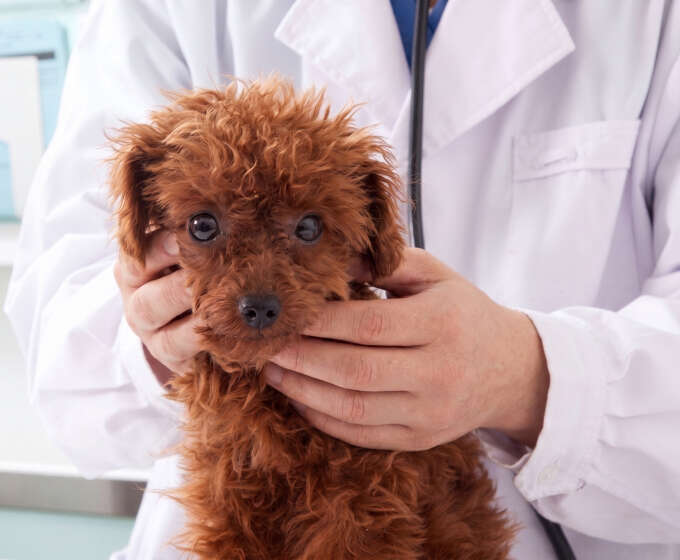 Small, curly-haired brown puppy being gently held by a vet in a white coat.