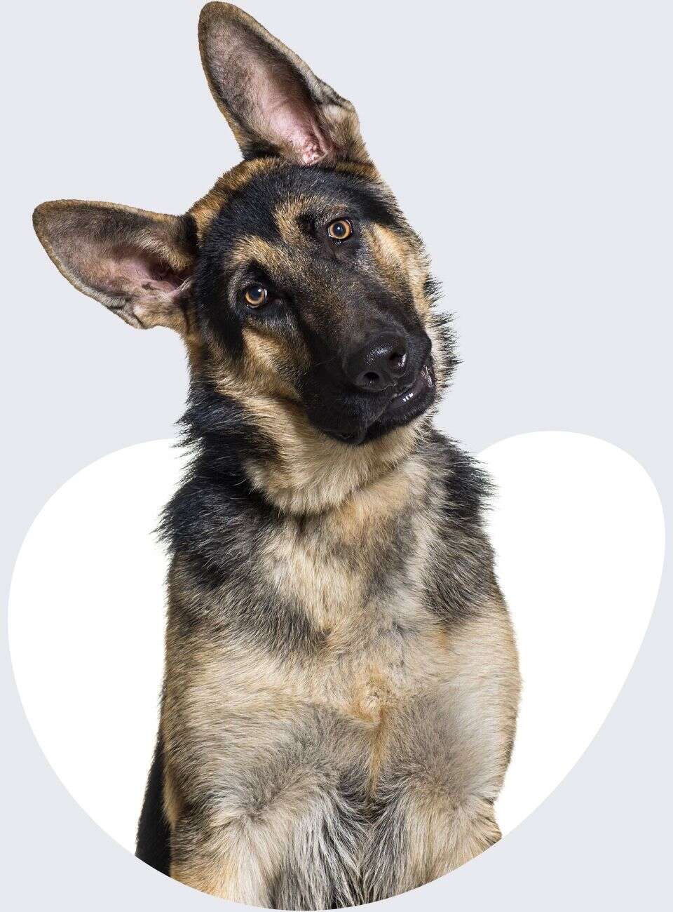 A curious German Shepherd tilts its head, showing alert ears and expressive eyes.