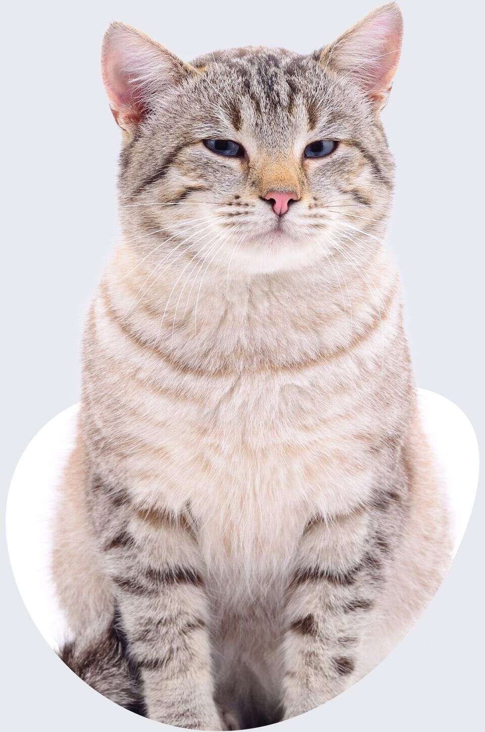 Striped gray cat sitting, facing forward with a calm expression.