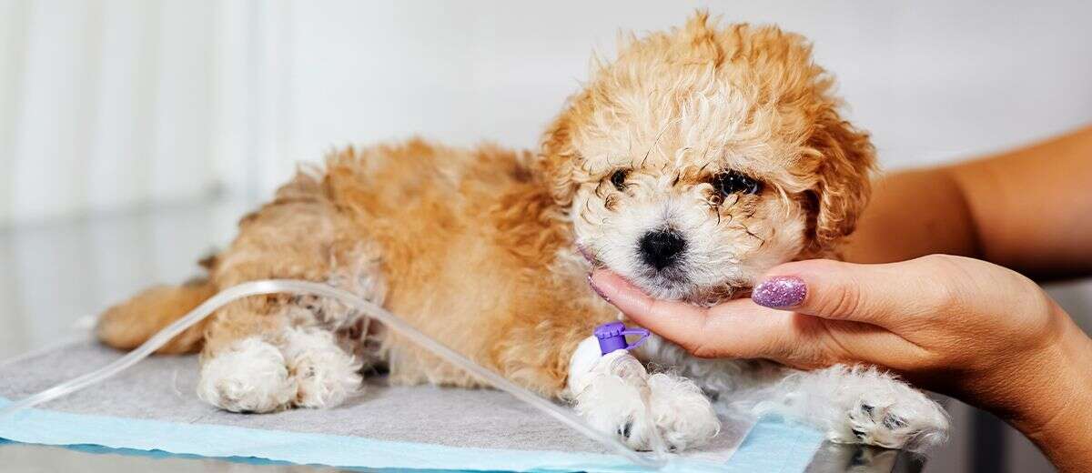 Fluffy puppy with an IV, resting on a vet's table, being gently held by a hand.