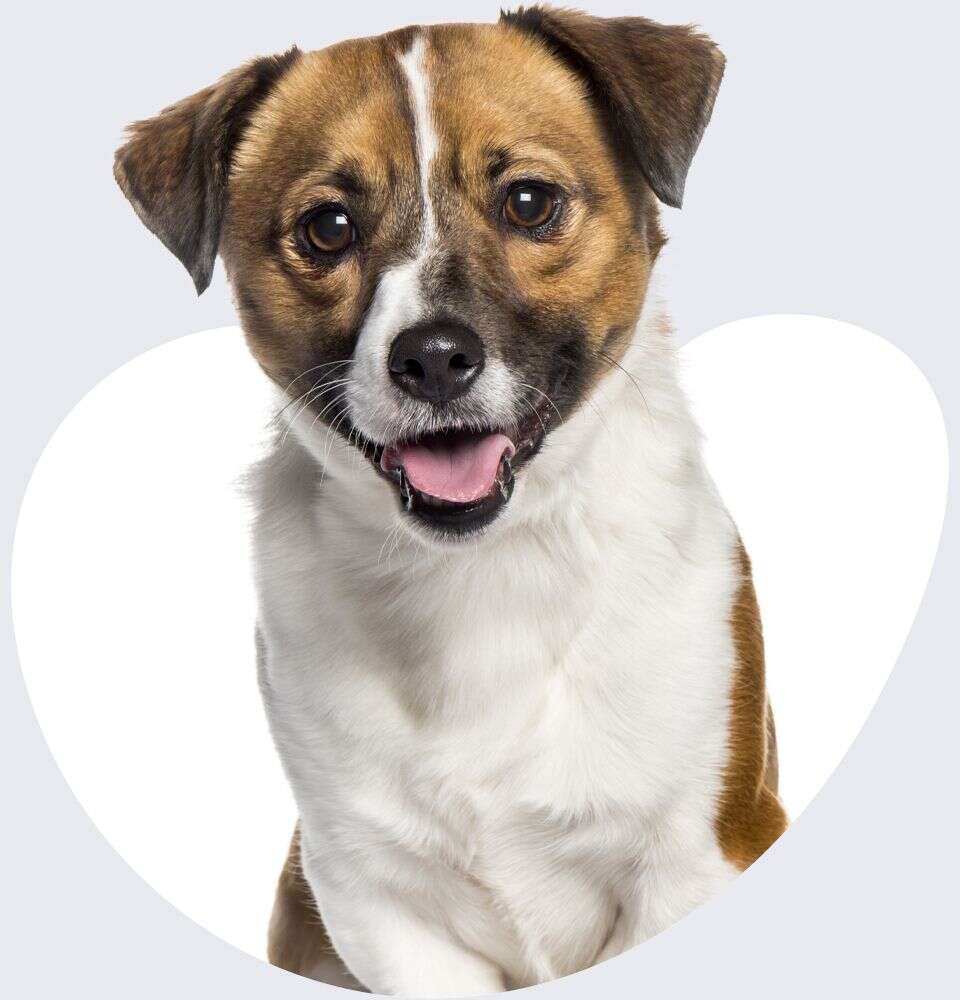 A smiling brown and white dog with short fur and floppy ears looks directly at the camera.