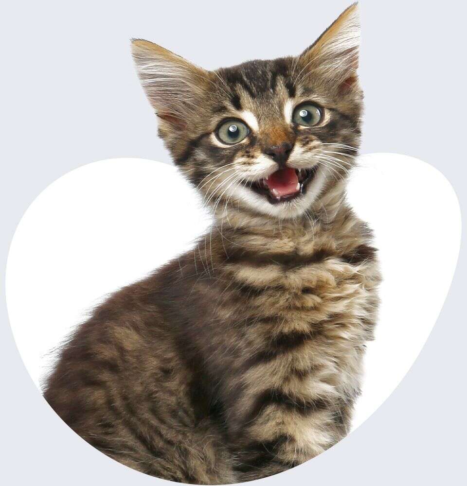 A playful tabby kitten with big eyes and an open mouth, sitting upright and looking forward.