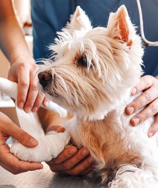 A small, fluffy dog with a bandaged paw being examined by a vet.